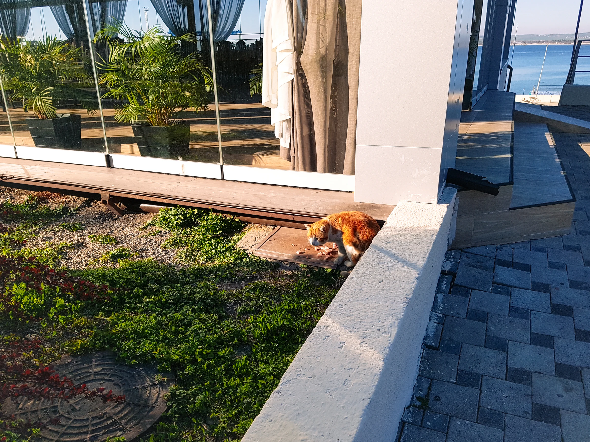 Анапские котики на набережной чувствуют себя хорошо