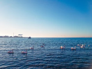 море и лебеди