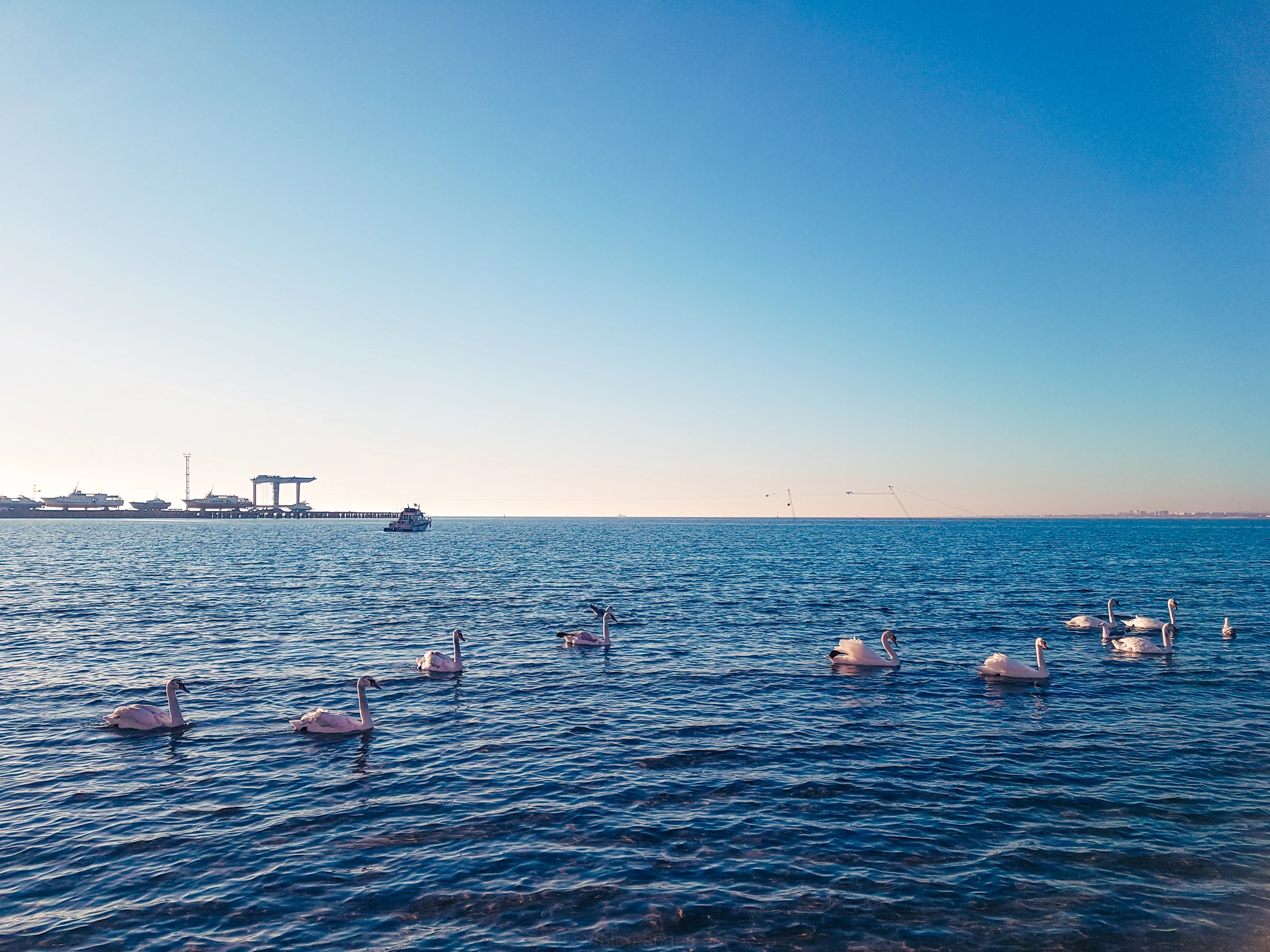 море и лебеди