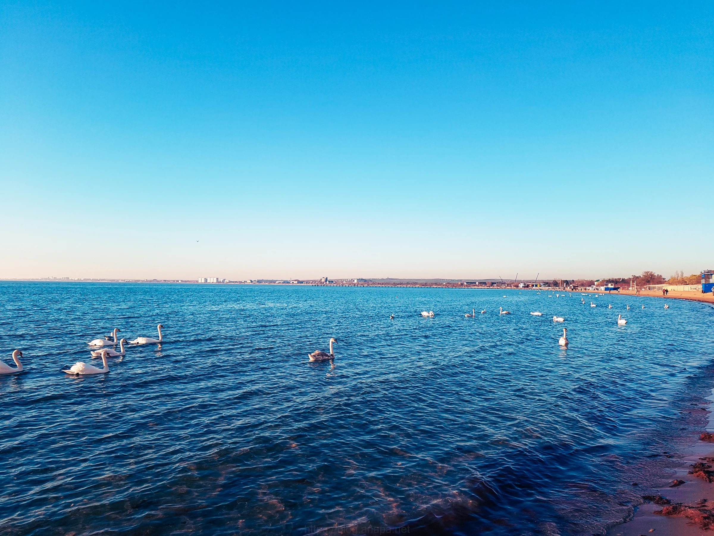 море и лебеди