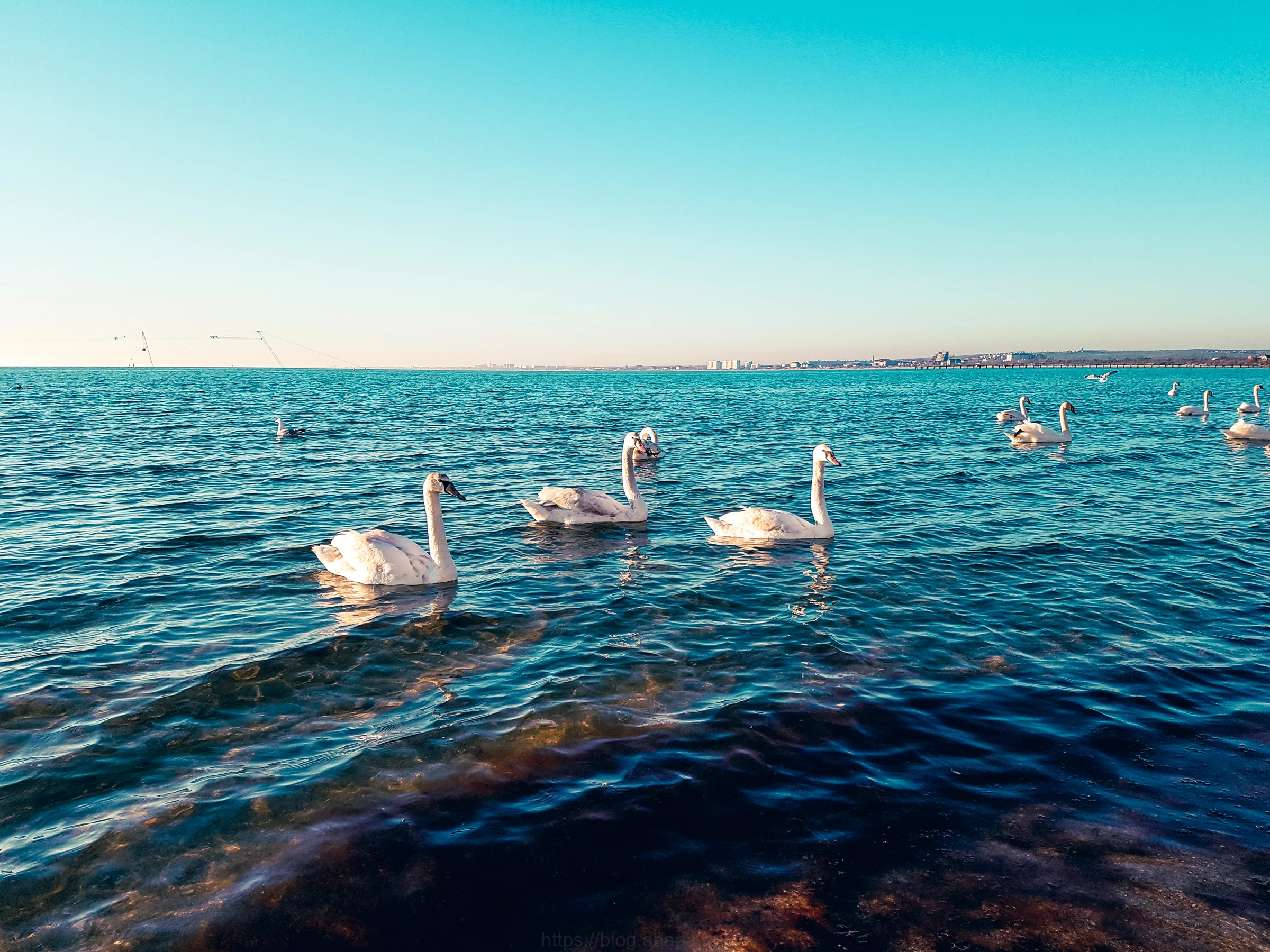море и лебеди