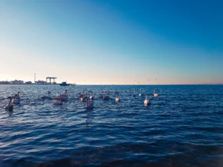 Вид с набережной - море и лебеди