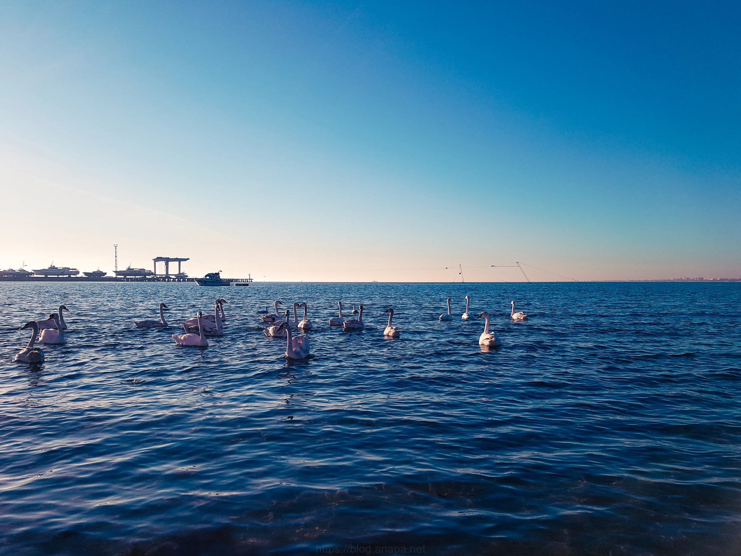Вид с набережной - море и лебеди
