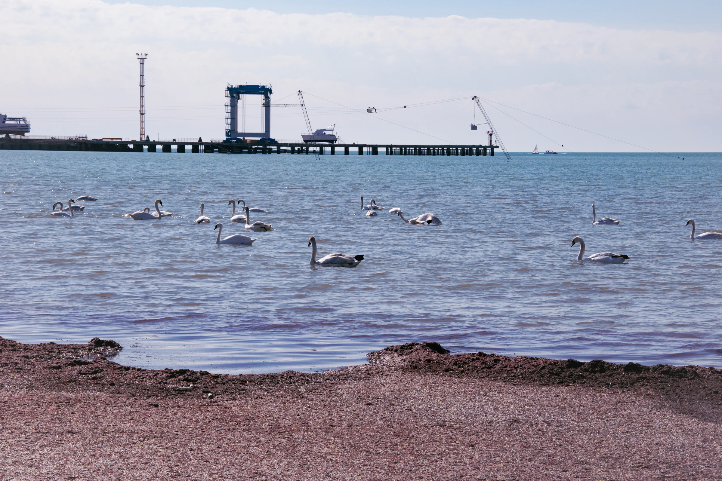 море, лебеди, морпорт Анапа