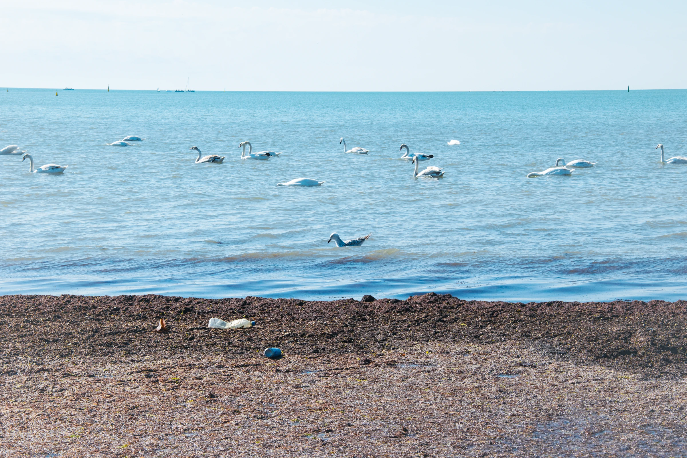 анапа море лебеди