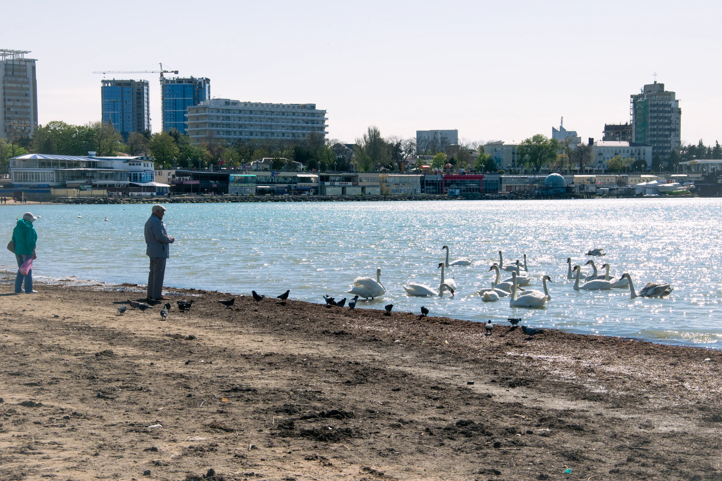 анапа море лебеди