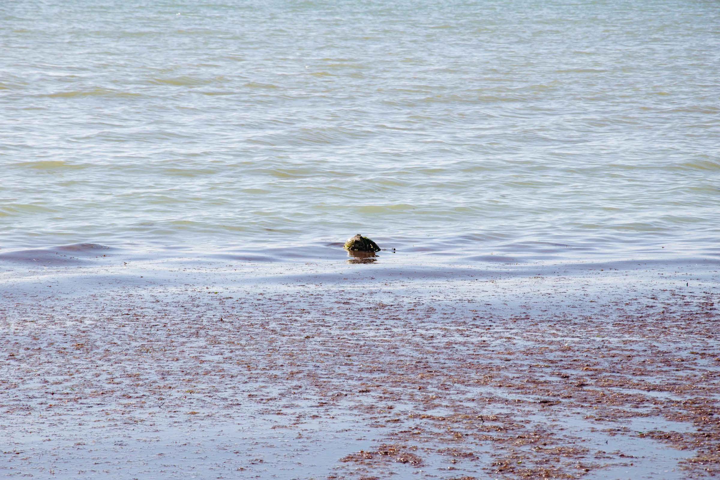 Это выплыл водолаз. Что он там делает и как оказался - неизвестно.