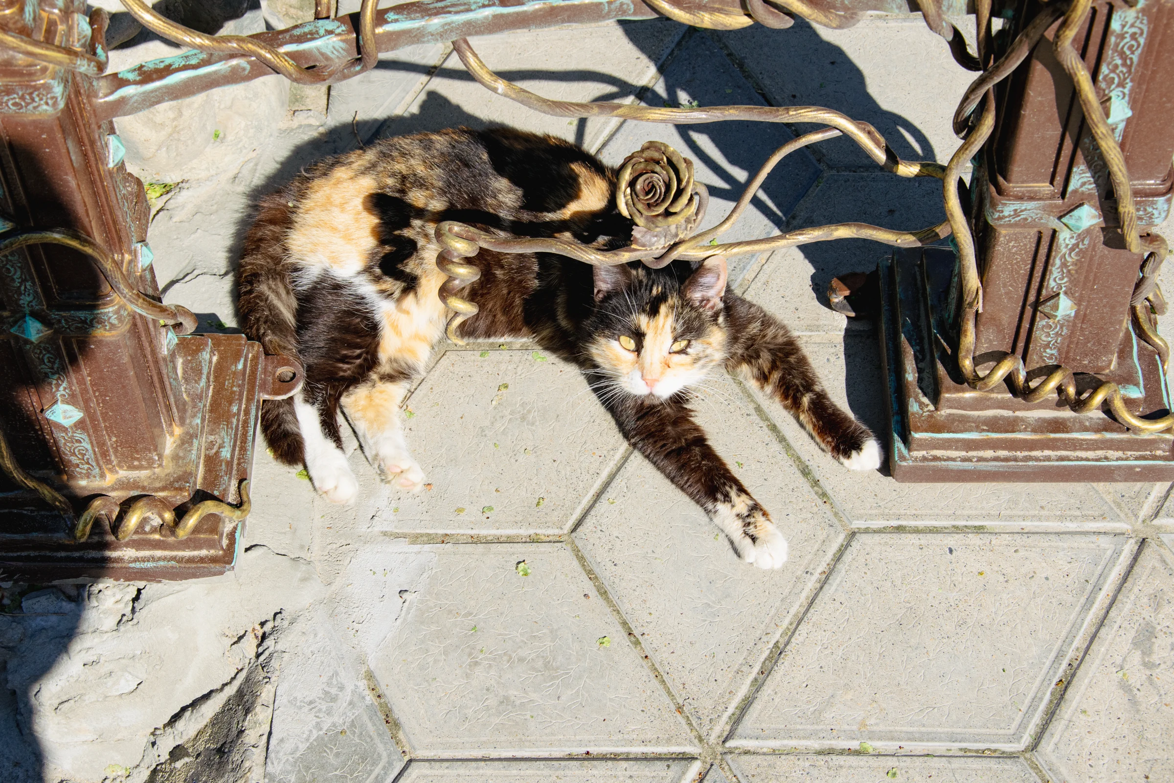 анапские котики, как всегда