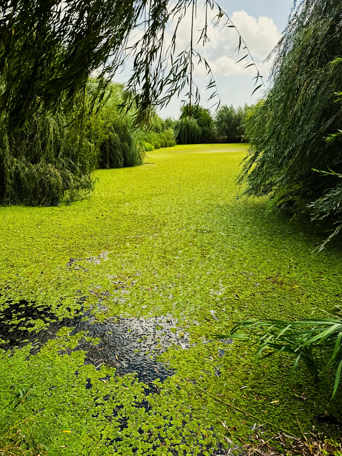 Анапа, конец августа 2025 - речка