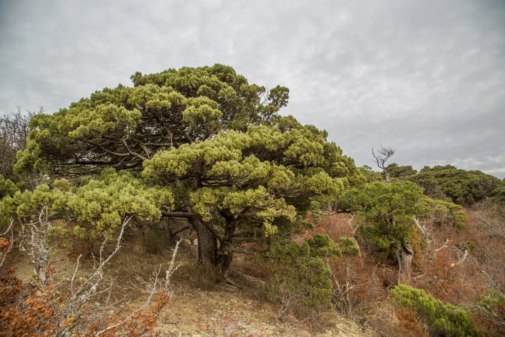 Большой Утриш