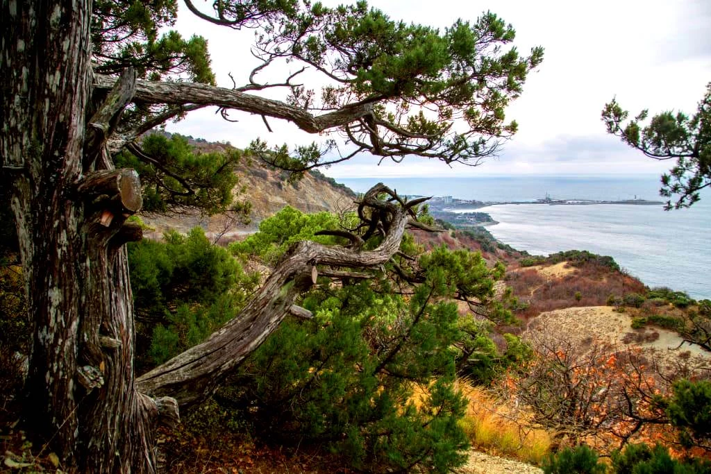 Заповедник Утриш - можжевельник