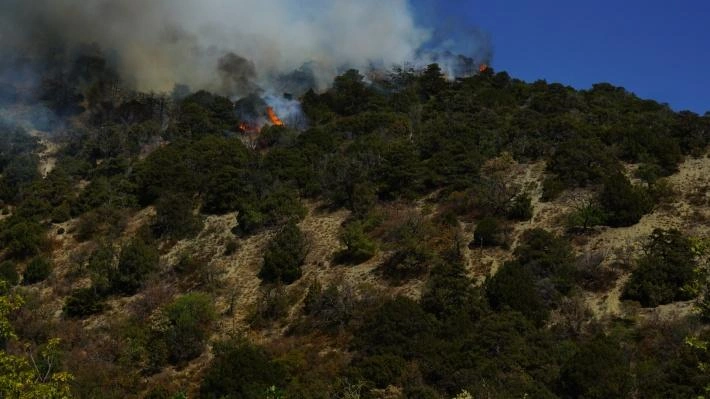 Пожар на Утрише август 2020 г.