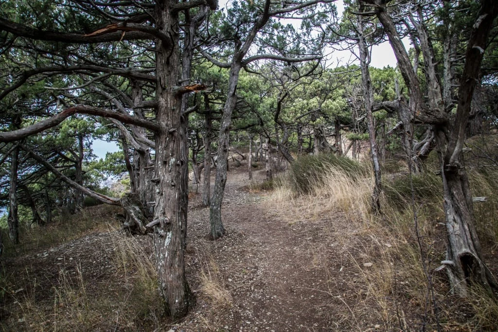 Заповедник Утриш - можжевеловый лес