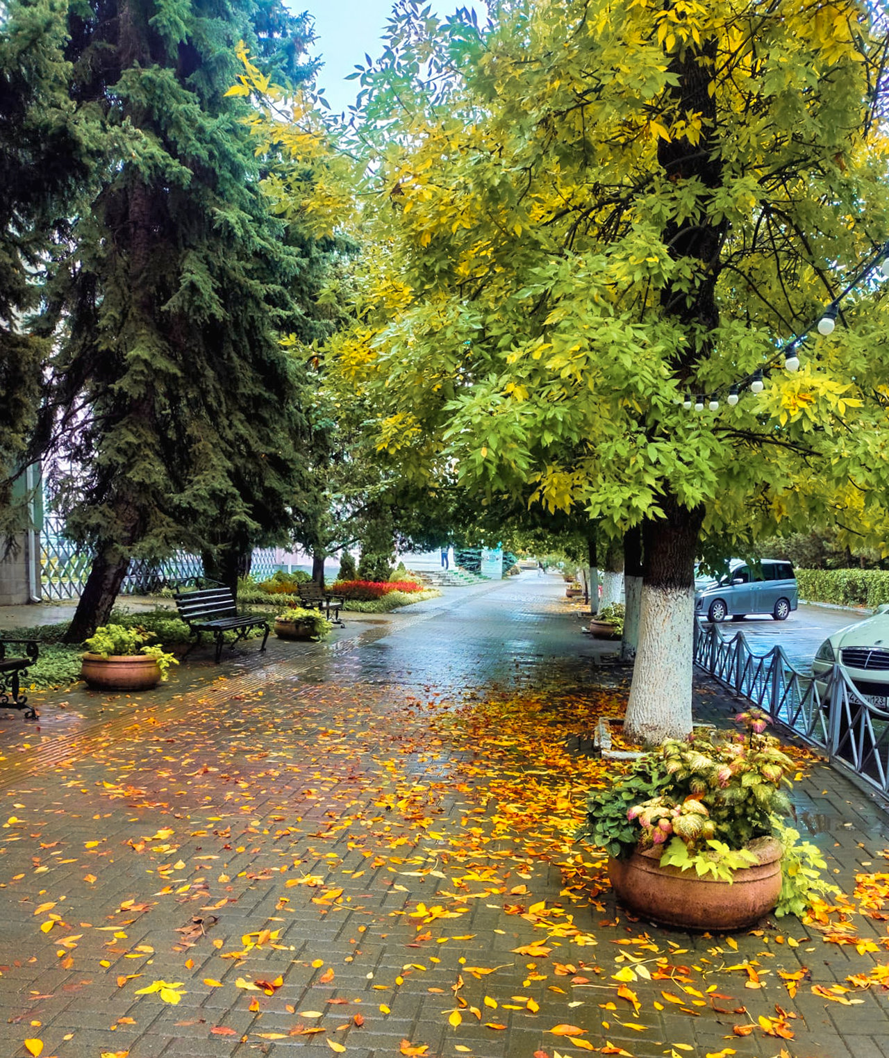 Анапа - октябрь 2025 - после дождя - набережная - фото 10