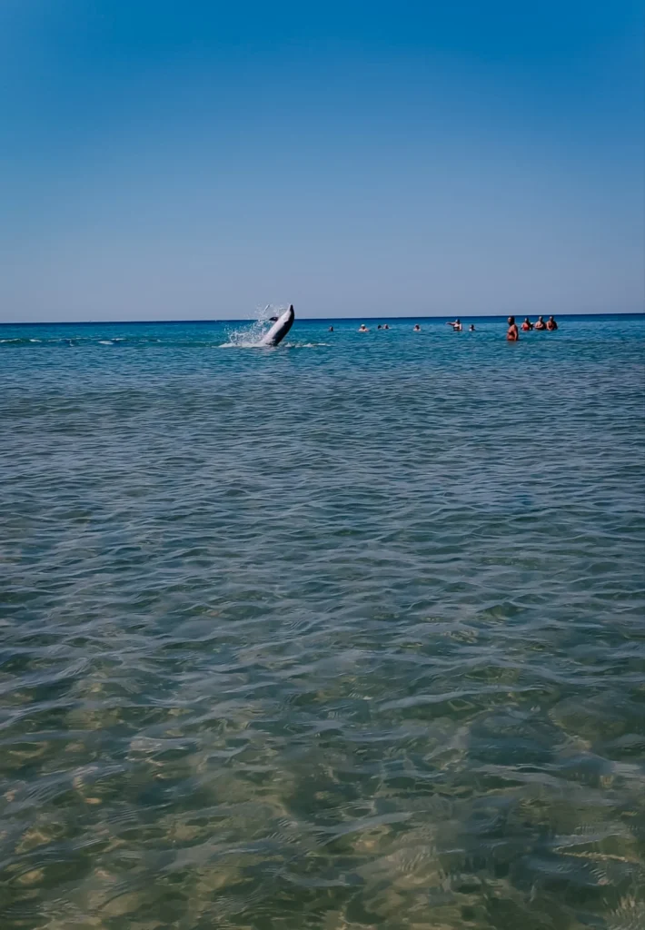 дельфины в Анапе фото4