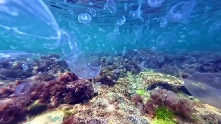 медузы в анапе подводная съемка